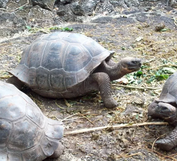 Galapagos tortoises