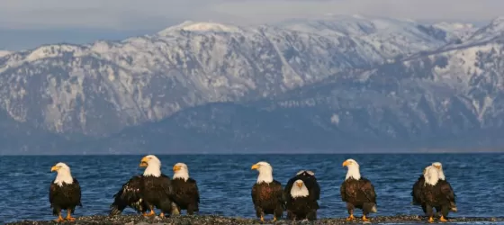 Bald eagles resting