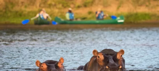 Hippos spying on the paddlers