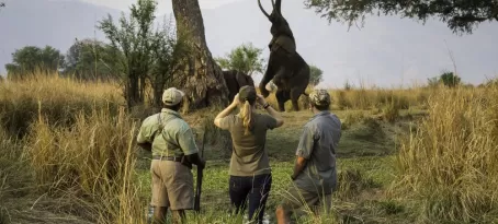 An elephant stretches high at Mana Pools