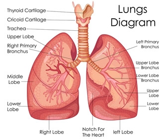 Nurses and Pulmonary Disease - General Nursing Support, Stories - allnurses