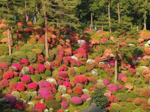 The Azaleas of Shiofune Kannon-ji Temple in Japan - Architecture & Design