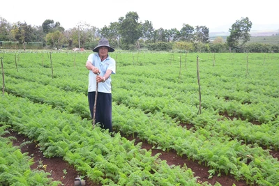 Đak Đoa: Nông dân phấn khởi vì rau được giá