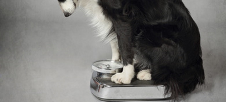 Dog weight chart