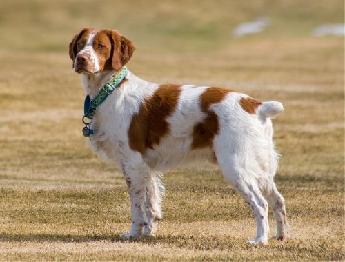 Growth chart Brittany Spaniel 