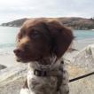 TAZ, Brittany Spaniel 