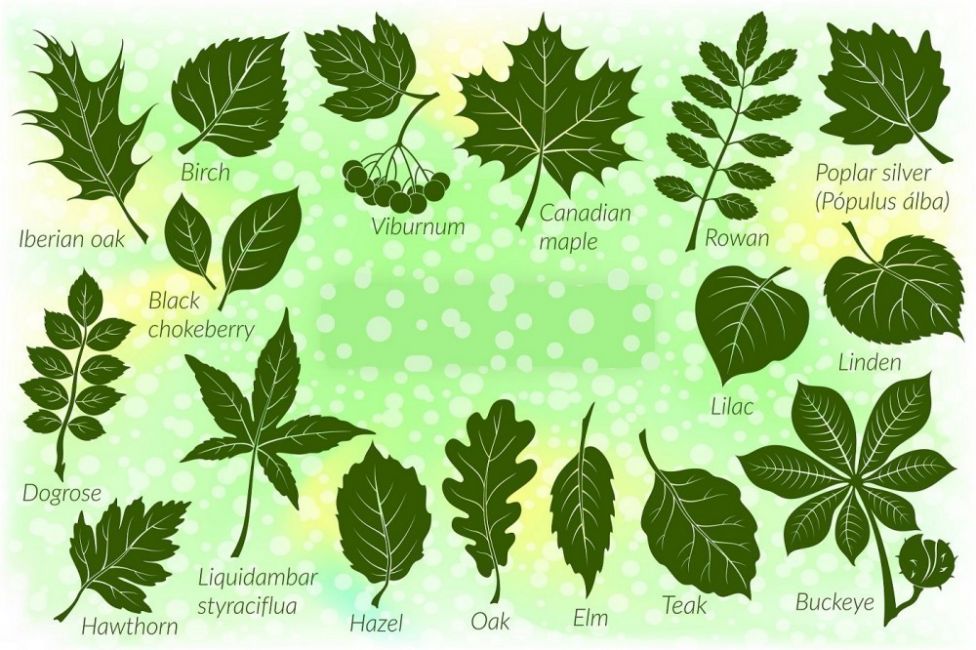 Éstos son los árboles ideales para plantar en la acera | Bioguia