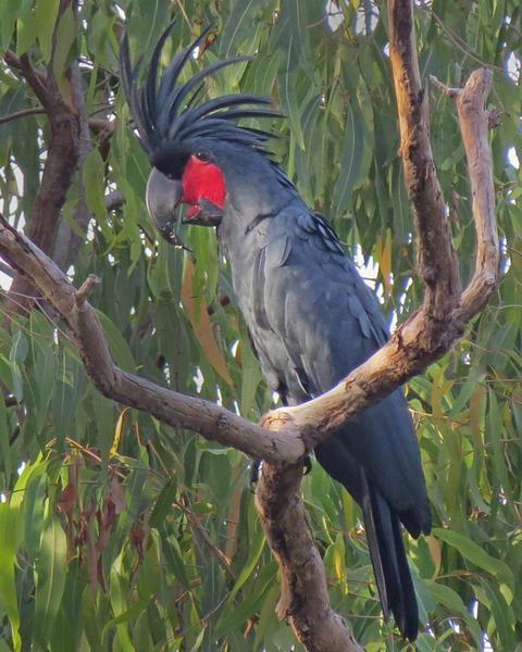 Palm Cockatoo