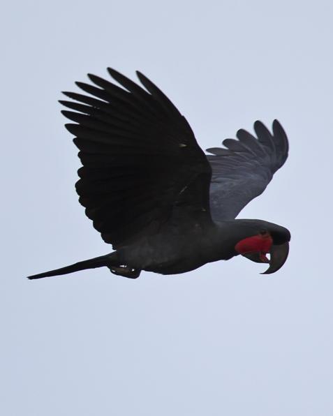 Palm Cockatoo