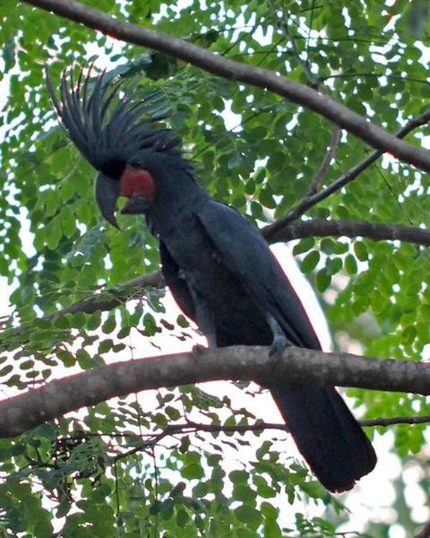 Palm Cockatoo