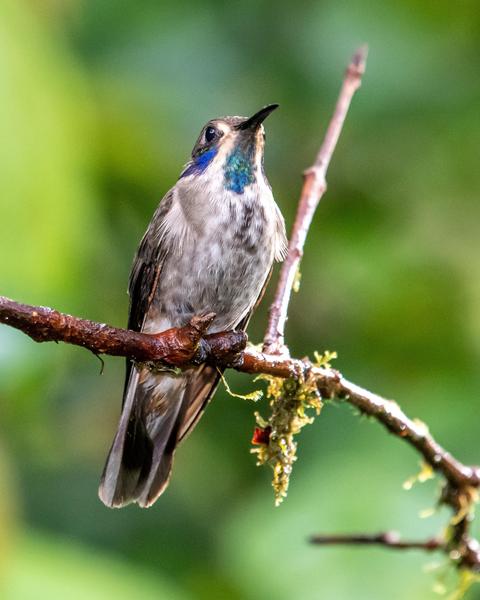 Brown Violetear