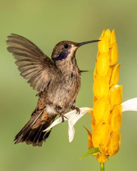 Brown Violetear