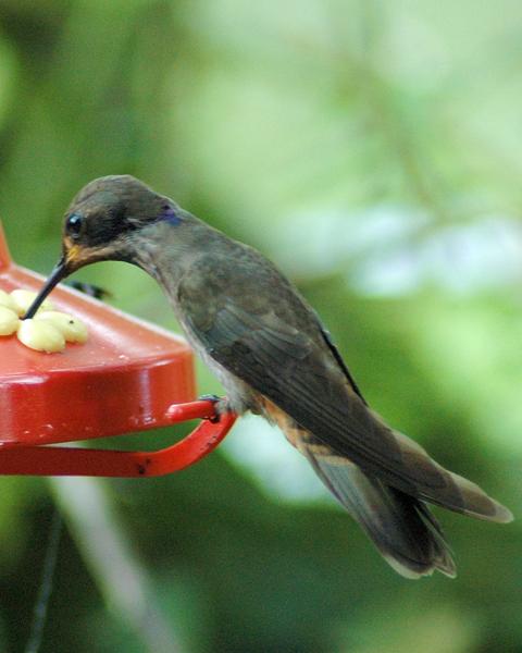 Brown Violetear