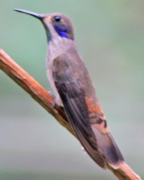 Brown Violetear