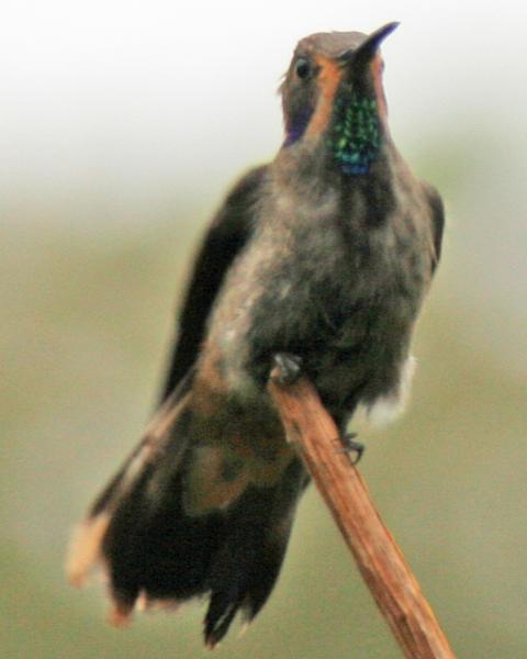 Brown Violetear