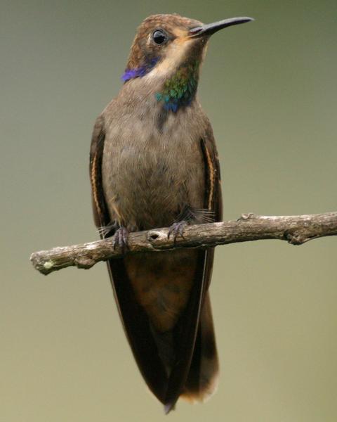 Brown Violetear