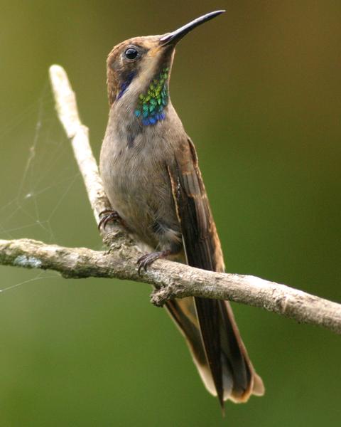 Brown Violetear