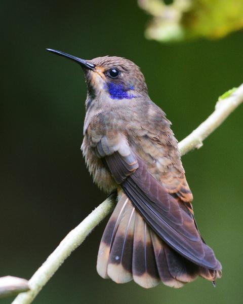 Brown Violetear