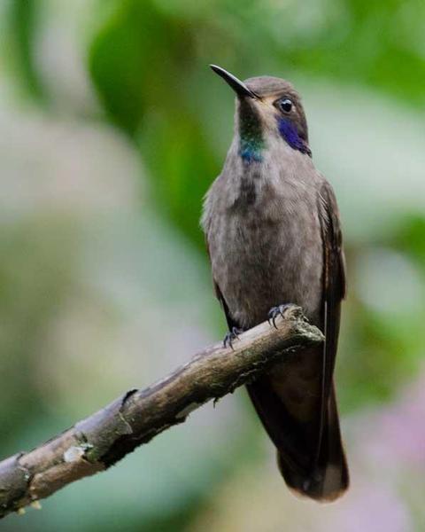 Brown Violetear