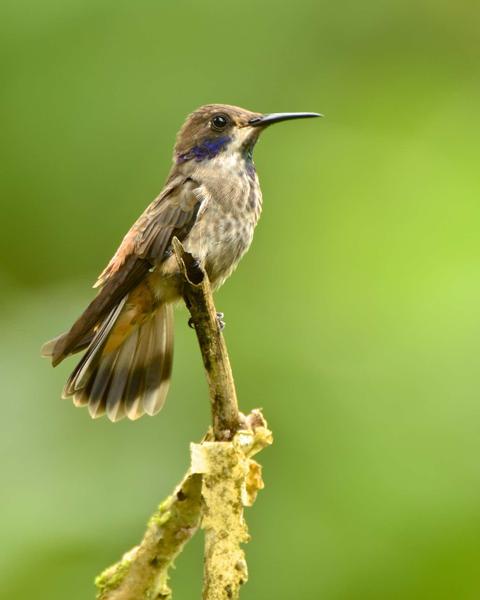 Brown Violetear