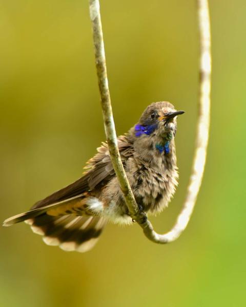 Brown Violetear