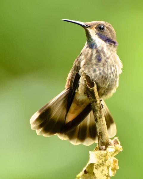 Brown Violetear