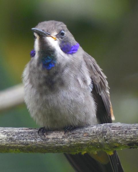 Brown Violetear