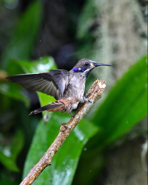 Brown Violetear