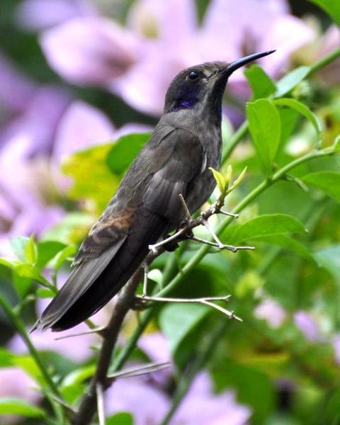 Brown Violetear