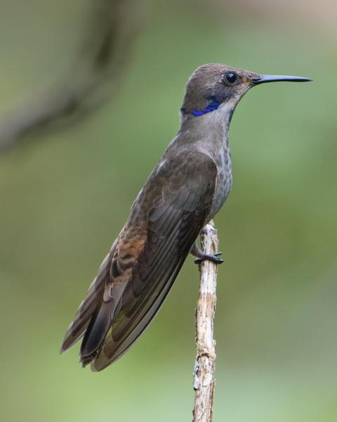 Brown Violetear