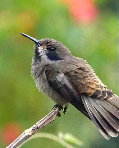 Brown Violetear