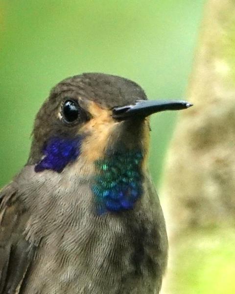 Brown Violetear