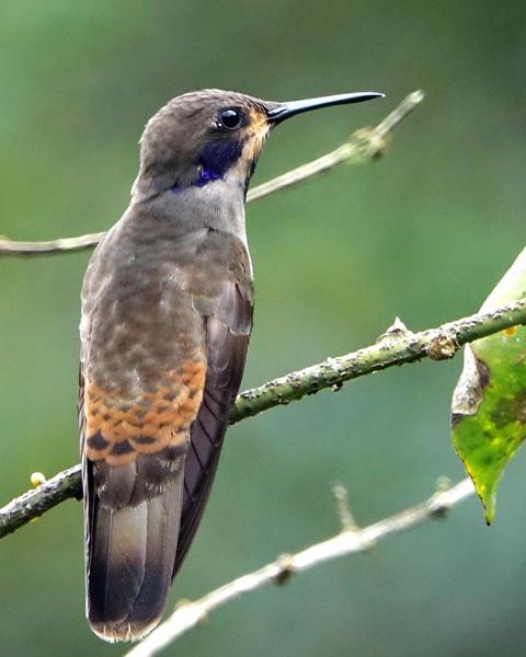 Brown Violetear