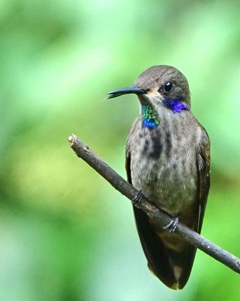 Brown Violetear