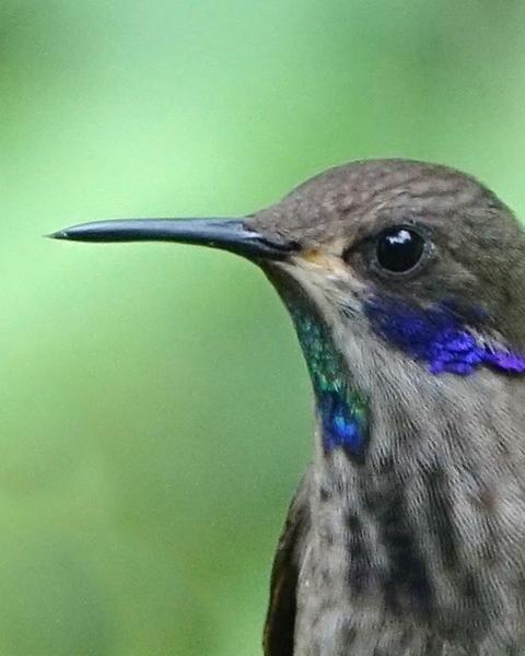 Brown Violetear