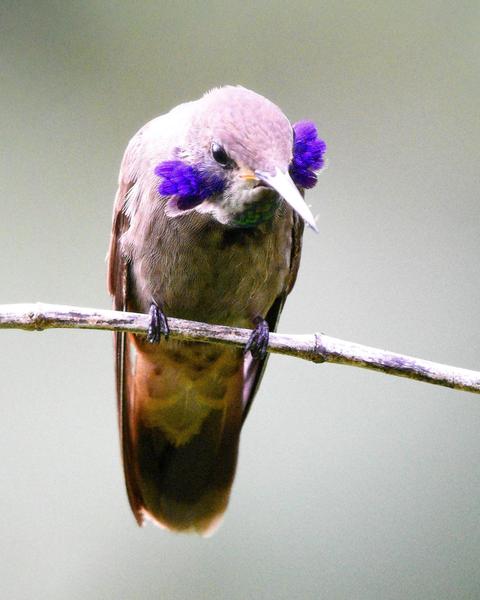 Brown Violetear