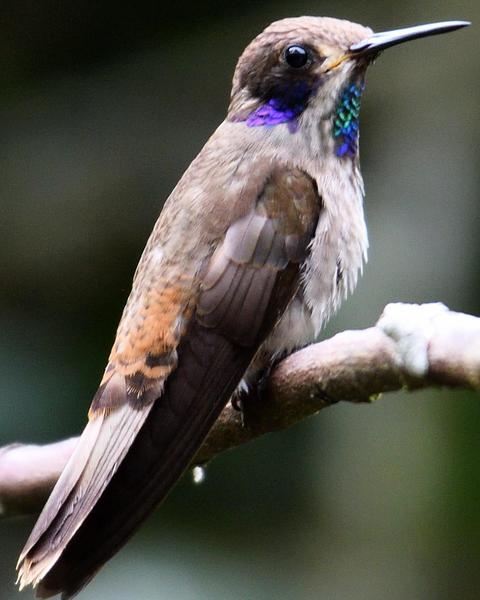 Brown Violetear