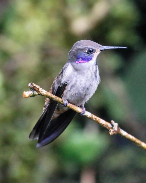 Brown Violetear