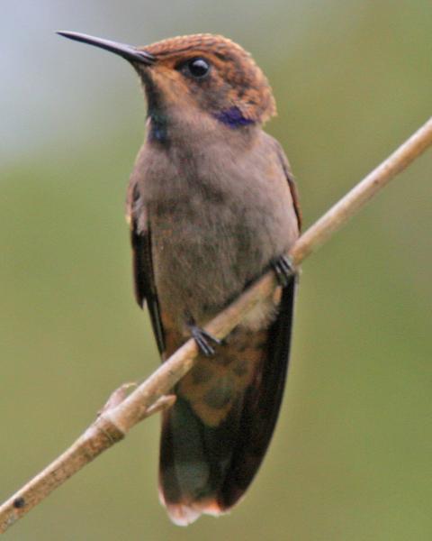 Brown Violetear