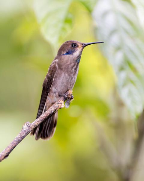 Brown Violetear