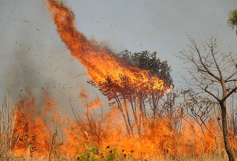 Desmatamento no cerrado é “menor em termos absolutos, mas é maior em termos acumulados"