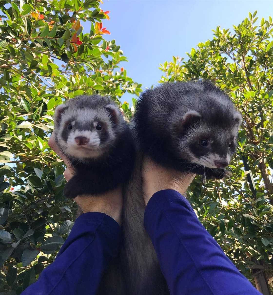 ferret South Africa