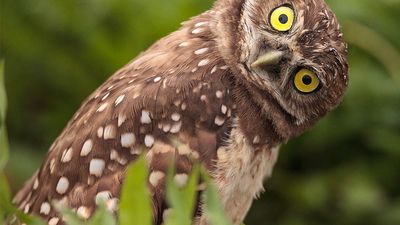 Burrowing owl (Athene cunicularia) tilts its head outside its burrow on Marco Island, Florida. (birds)