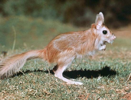 Spring hare (Pedetes capensis).