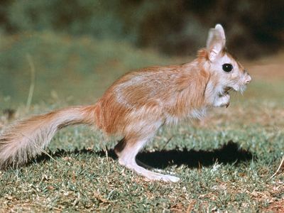 Spring hare (Pedetes capensis).