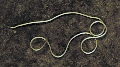 Horsehair worm (Gordius villoti)