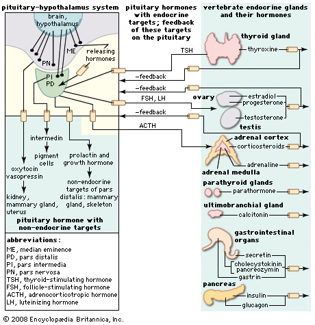 hormones of the pituitary gland