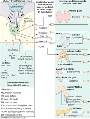 hormones of the pituitary gland