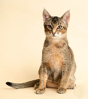 Juvenile ruddy Abyssinian