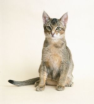 Juvenile ruddy Abyssinian